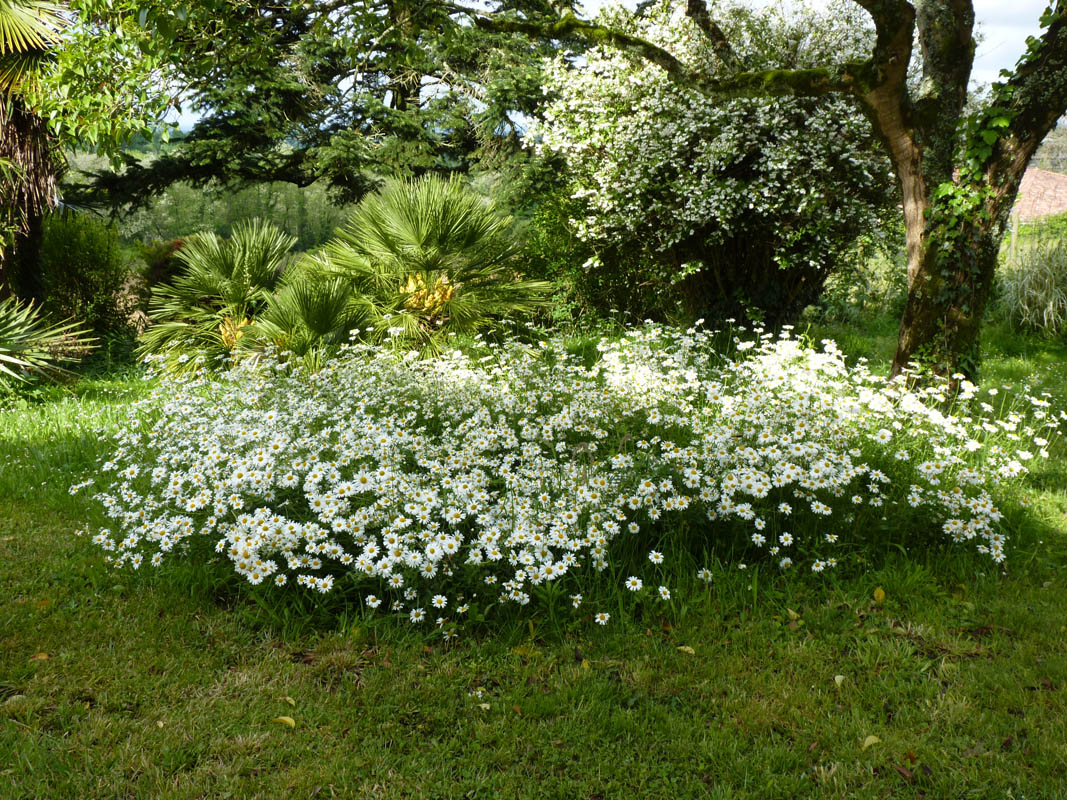 Leucanthemum vulgare photo